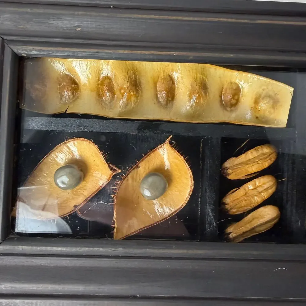Framed Tropical Seed‎ Specimen Display Carpology Shadow Box Naturalist Caribbean